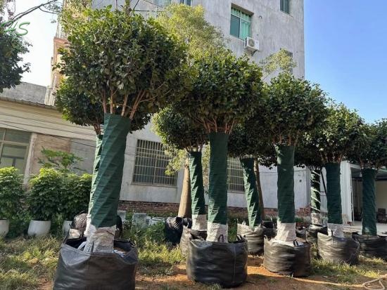 High Quality Camellia Plants