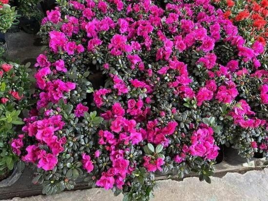 Wholesale Rhododendron Nurseries