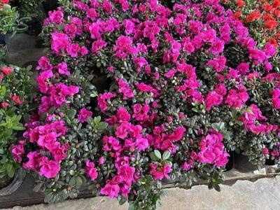 Wholesale Rhododendron Nurseries