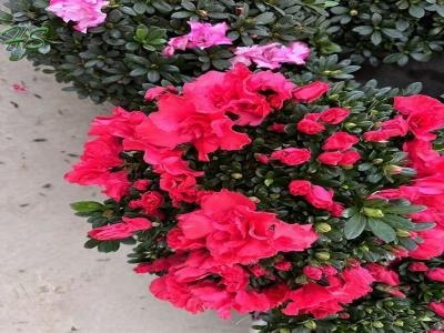 Wholesale Rhododendron Nurseries