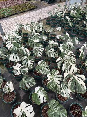 The Exquisite Beauty of Monstera deliciosa Liebm