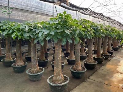 The Aquatica Pachira Macrocarpa Live Plant