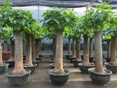 The Aquatica Pachira Macrocarpa Live Plant