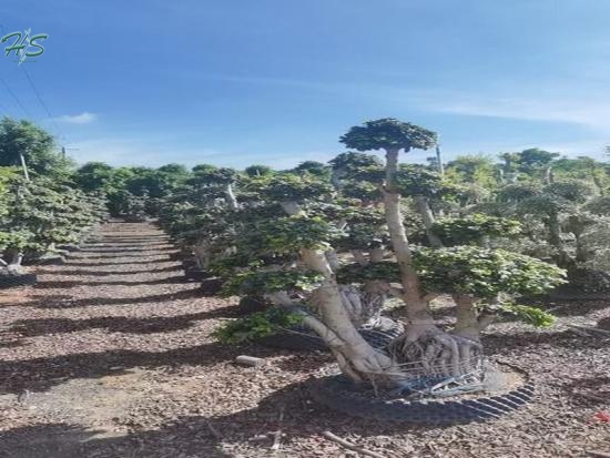 Tranquil Elm Landscape Chinese Elm Bonsai