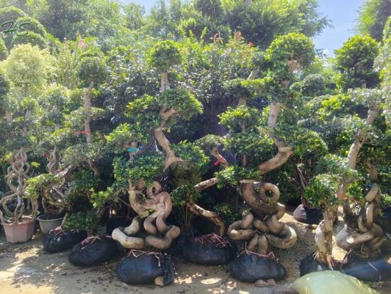 Chinese Elm Bonsai Tree