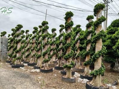 A Brief Guide to Caring for Dragon Pillar Ficus