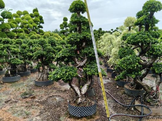 8 Branch Ficus Bonsai Tree Nursery