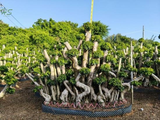  Multi Branch Ficus Bonsai Tree Nursery