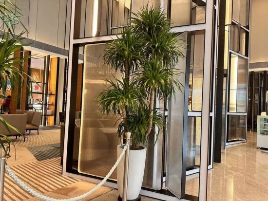 Beautiful Dracaena From China