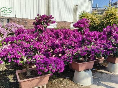 Bougainvillea Bonsai Plants