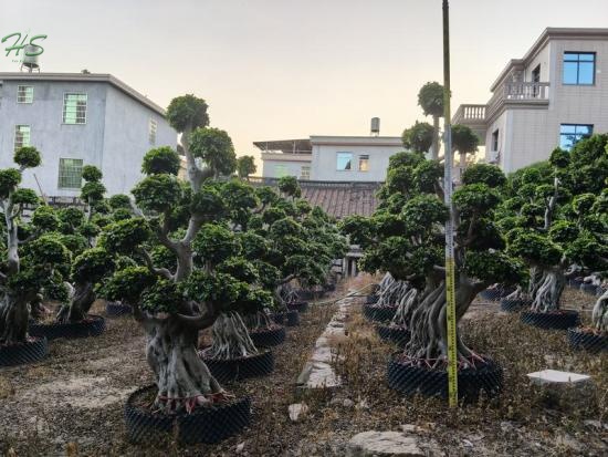 The Most Affordable Ficus Microcarpa