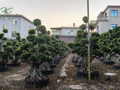 The Most Affordable Ficus Microcarpa