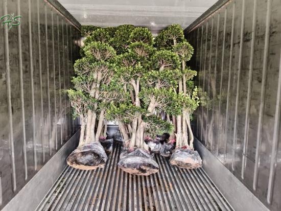 Ficus Microcarpa with Unique Root Structure