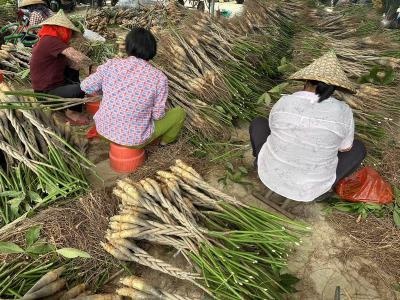 Wholesale beautiful pachira macrocarpa