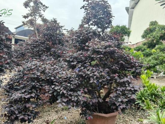 Black Pearl Loropetalum Bonsai