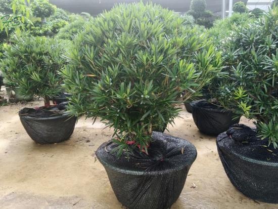 Nice Live Plants  Pinus Thunbergii Parl