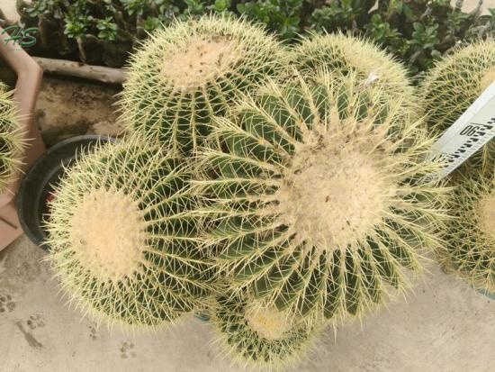 Ferocactus recurvus