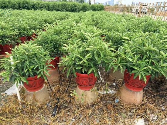 Beautiful Potted Kumquat Bonsai Tree