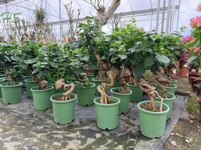 Wholesale Root-Lifted Bougainvillea