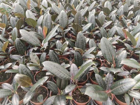 We supply beautiful & high-quality Black Diamond Ficus with stable export quality and worldwide shipping.