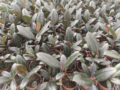 We supply beautiful & high-quality Black Diamond Ficus with stable export quality and worldwide shipping.