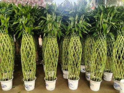 High Quality Lucky Bamboo